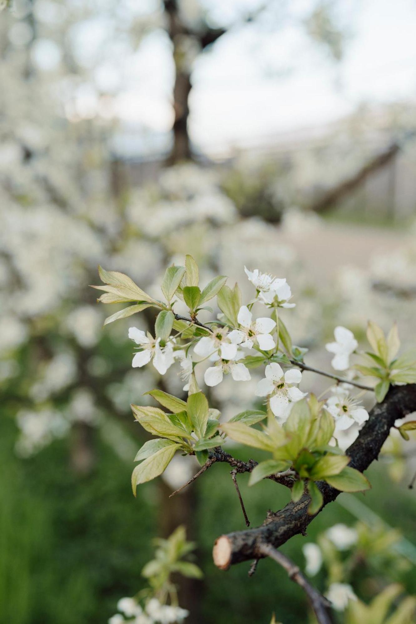 Appartamenti Maso Giare อาร์โก ภายนอก รูปภาพ